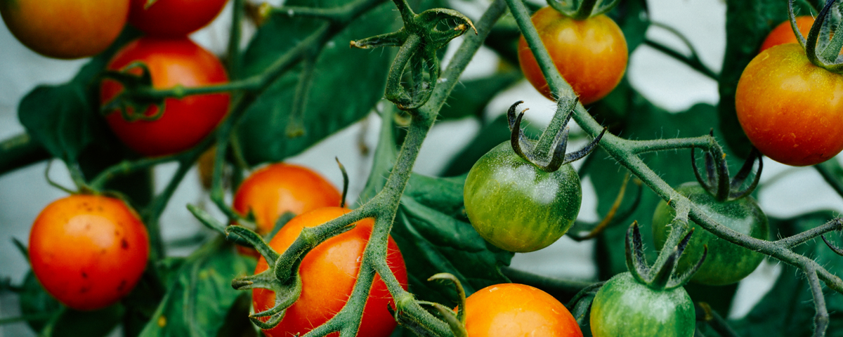 An interview with Justin Calverley, author of The Urban Farmer