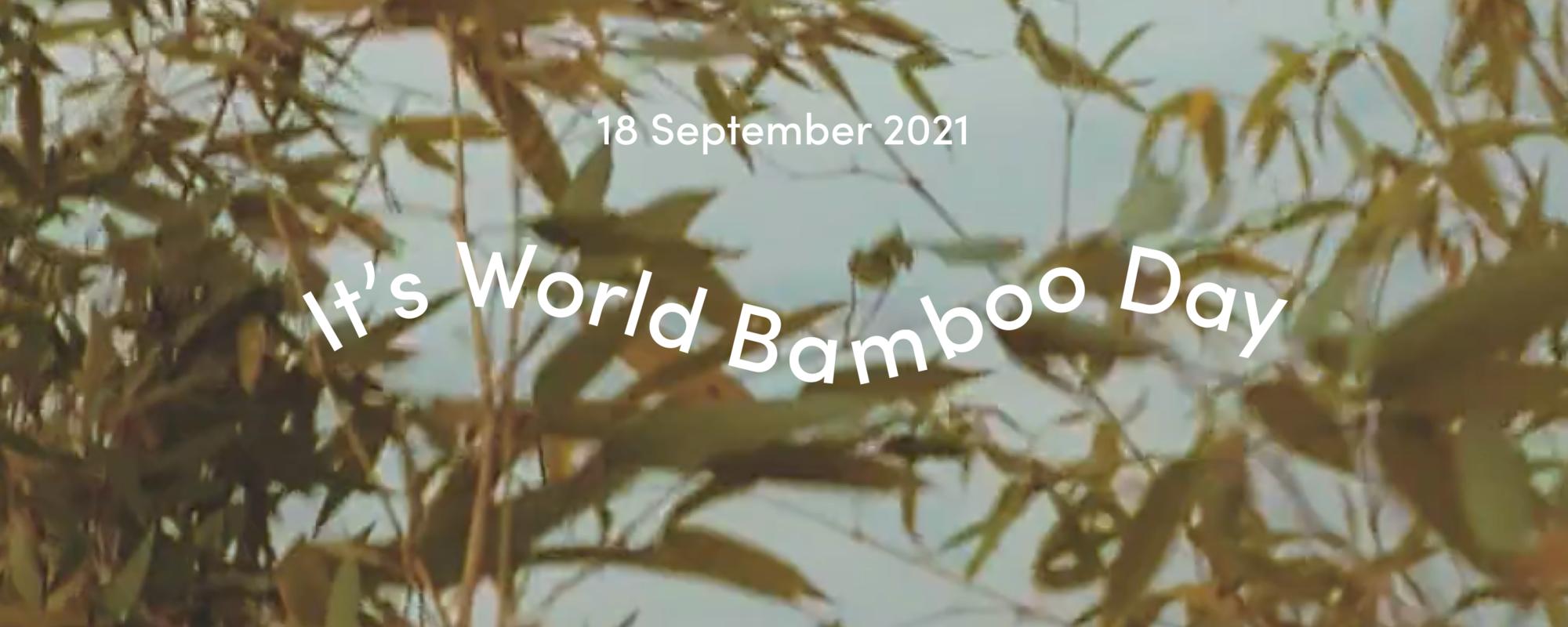 World Bamboo Day 2021 | 10 facts about bamboo and why it's a better choice for you and the planet.