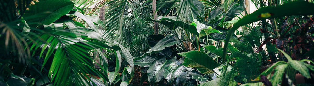 6 tips for eco-friendly and sustainable living at home