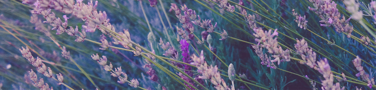 Why Essential Oils are the Future of Wellness
